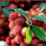 রামবুটান ফল, রাম্বুটান ফল, অভিযান,
