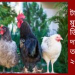 টাইগার মুরগি: ডিম,বাচ্চার দাম ও খাদ্য তালিকা ২০২৫