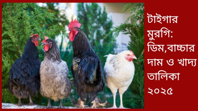 টাইগার মুরগি: ডিম,বাচ্চার দাম ও খাদ্য তালিকা ২০২৫